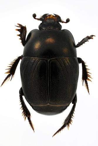Réf. 303 257 : Hypocaccus dimidiatus dimidiatus